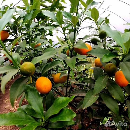 Кумкваты, Оранжекваты, Каламандины