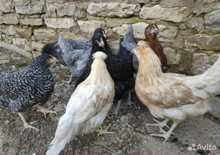Курочки несушки