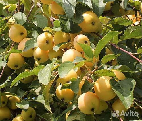 Яблони для Сибири