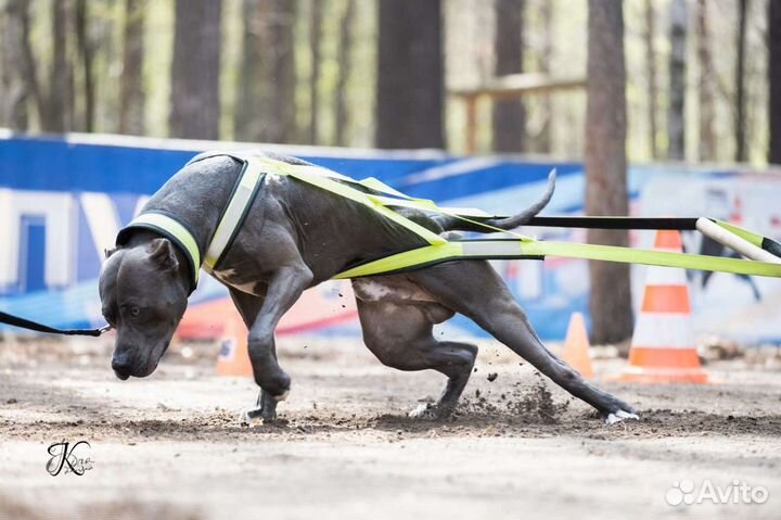 Вязка Питбуль
