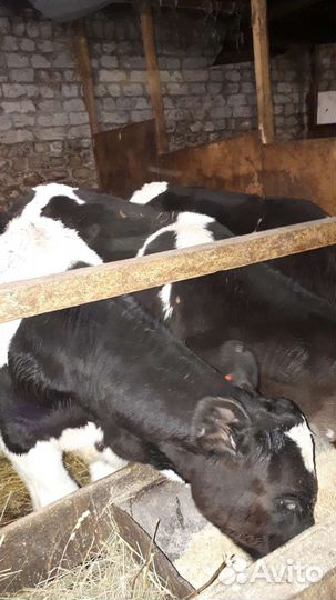 Бычки и быки