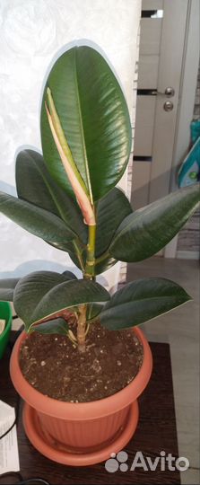 Комнатные цветы