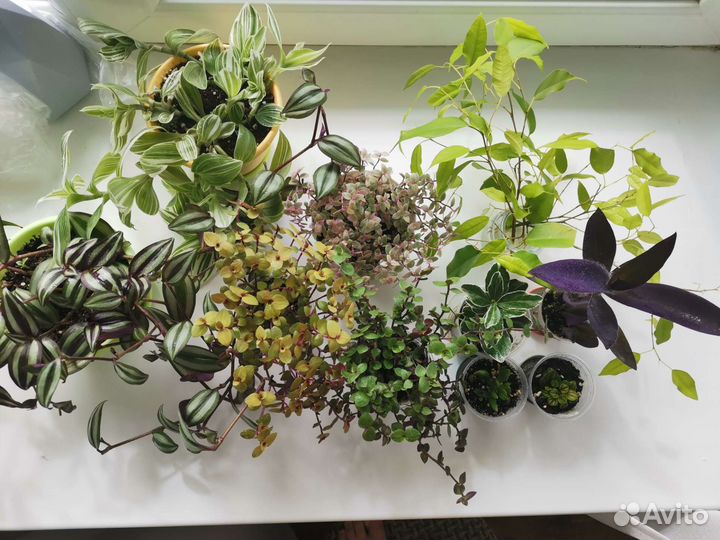 Комнатные растения цветы