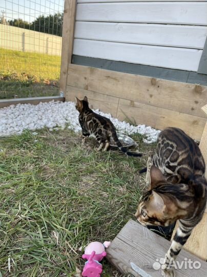 Элитные бенгальские котята