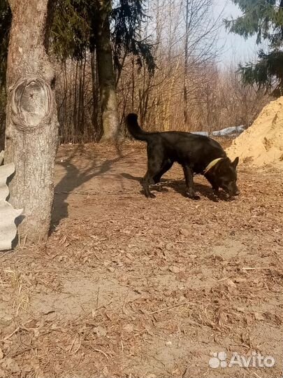 Кобель немецкой овчарки для вязки