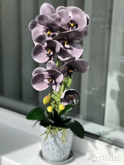 Декоративная орхидея
