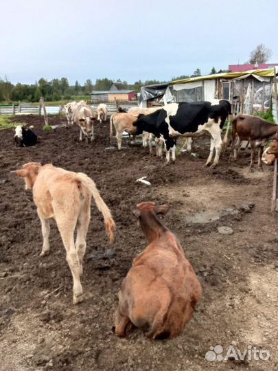 Коровы-Тёлки