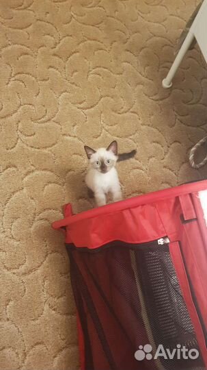 Кошки в добрые руки