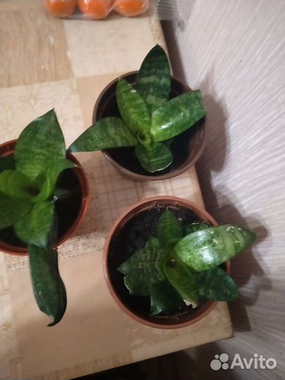 Сансевиерия (тещин язык)