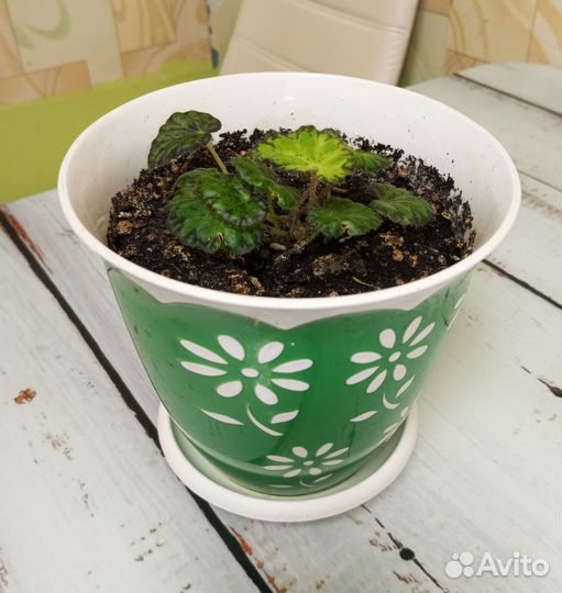 Бегония тигровая