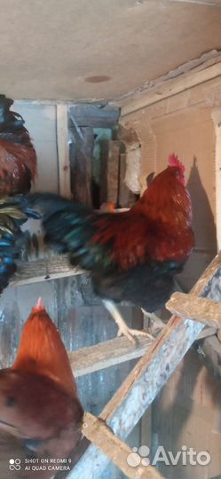 Молодые петухи