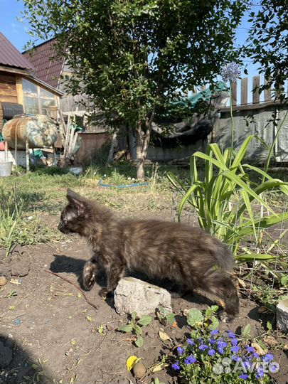 Котята в добрые руки бесплатно