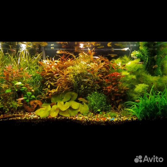 Аквариумные растения