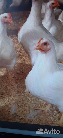 Куры молодки