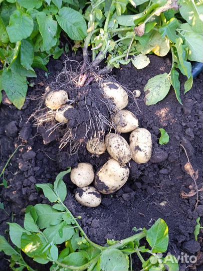 Продается картофель