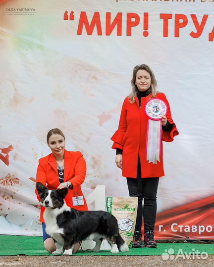 Щенки корги кардиган