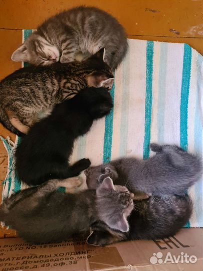 Котята в добрые руки