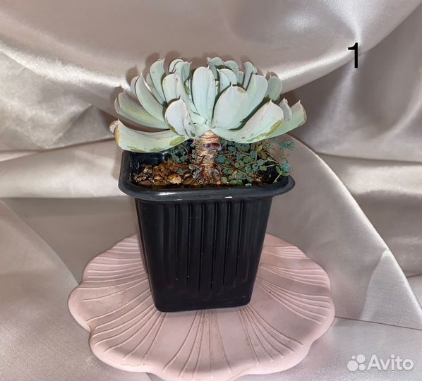 Эчеверия Топси Турви