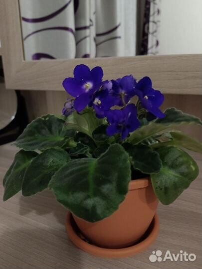 Фиалка в горшках