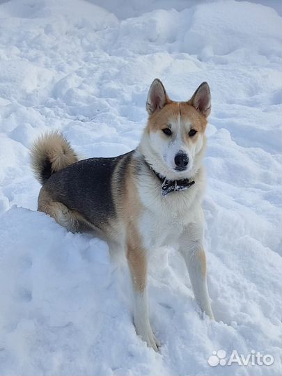 Собака в дар в добрые руки