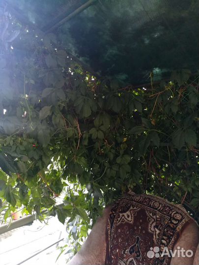 Укоренённые отростки девичьего винограда