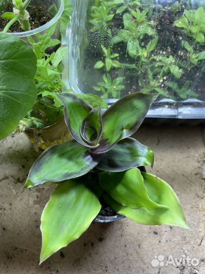 Традесканция