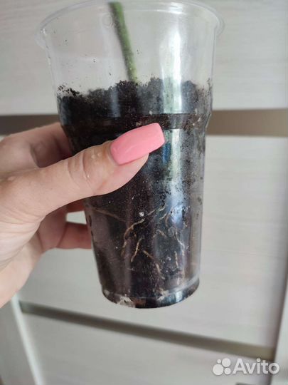 Монстера вариегатная альба