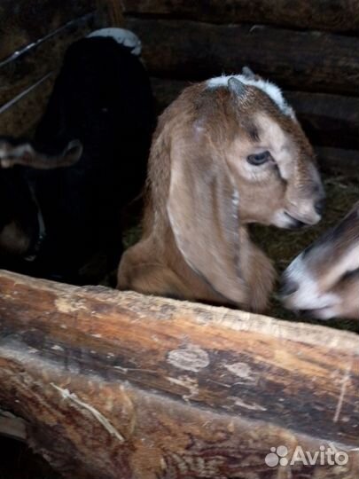 Сельхоз животные