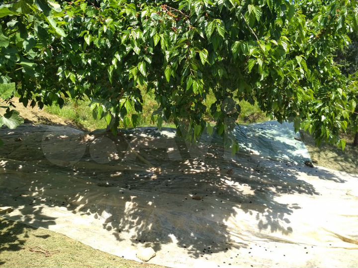 Участок 11,2 сот. (ИЖС)