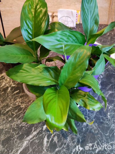 Комнатные цветы