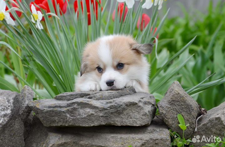 Малыши корги