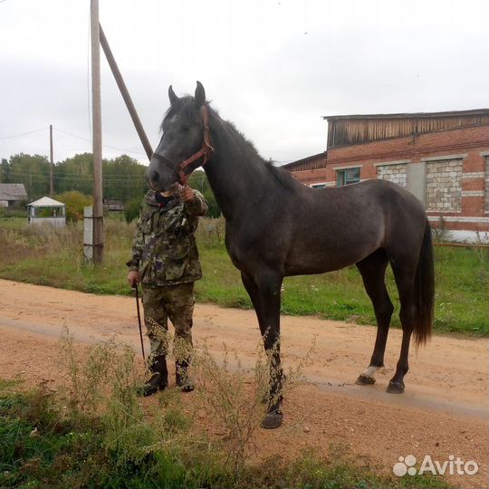 Орловский рысак