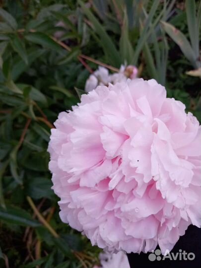 Пион сара бернар