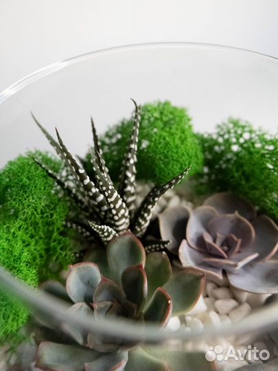 Флорариумподарок