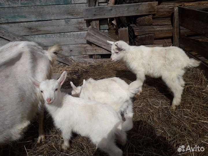 Козы и козлята продажа