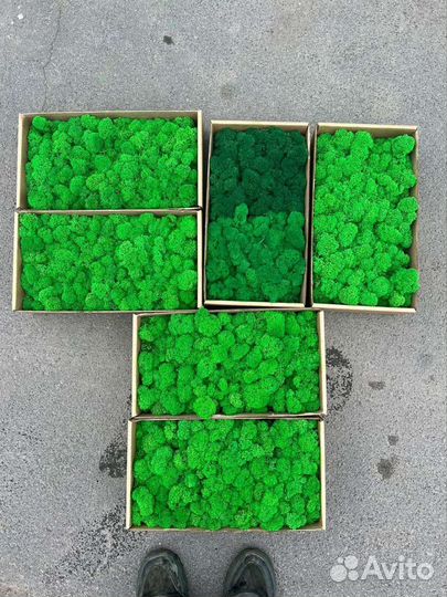 Стабилизированный мох ягель, пластовой, кочка