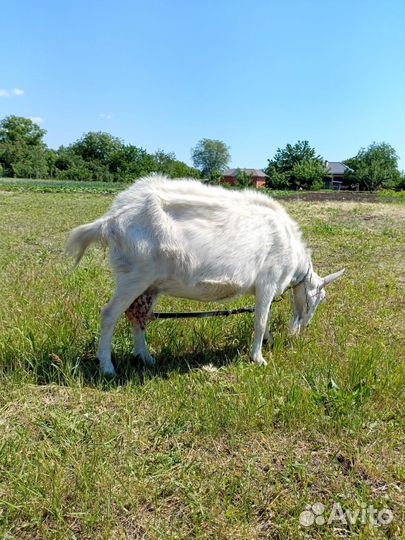 Продам козлят на племя и дойных козочек