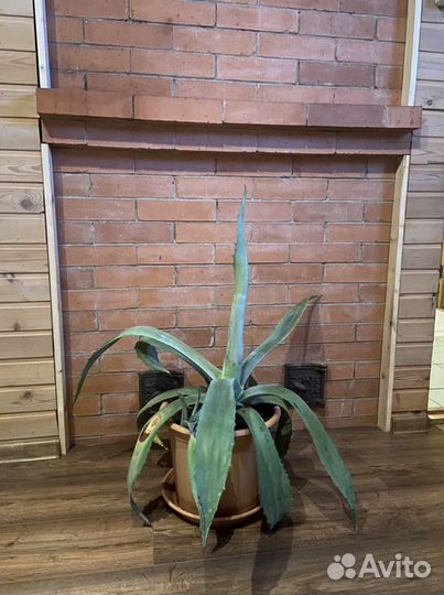 Американская Агава