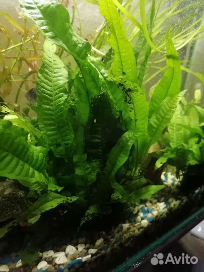 Папоротник таиландский крыловидный