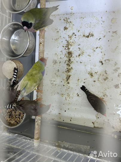 Амадины зебра