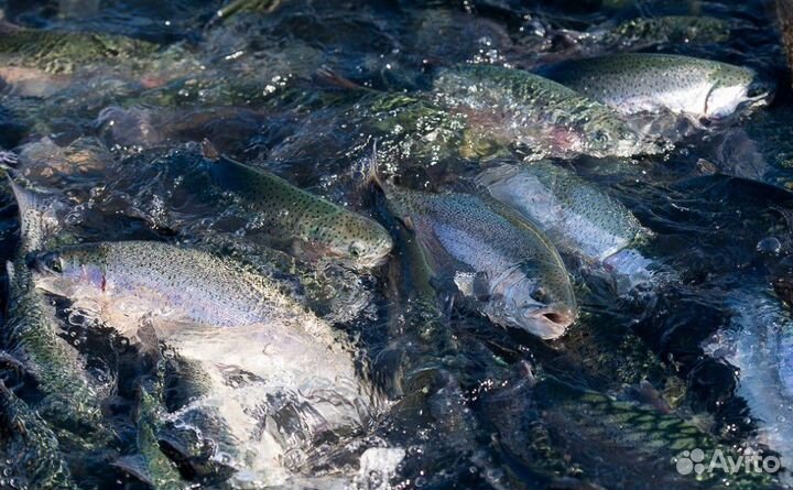 Живая форель