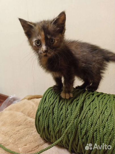 Невская маскарадная