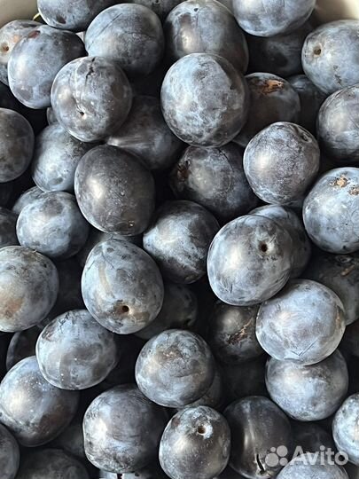 Слива и тернослива(саженцы и ягоды)