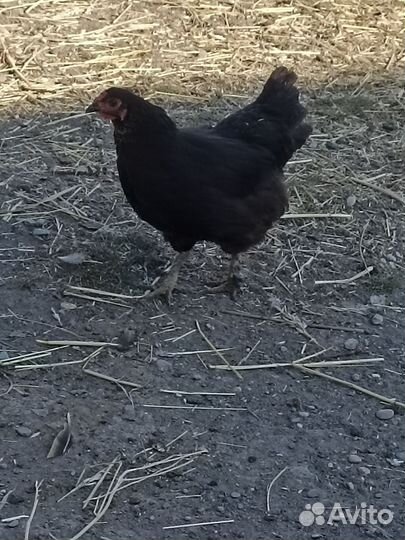 Петух и куры