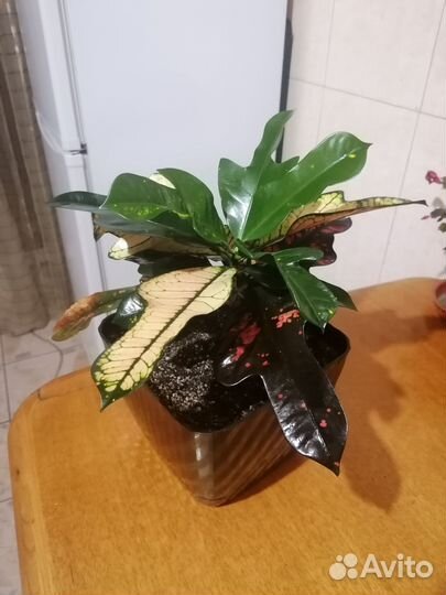 Кодиеум кротон