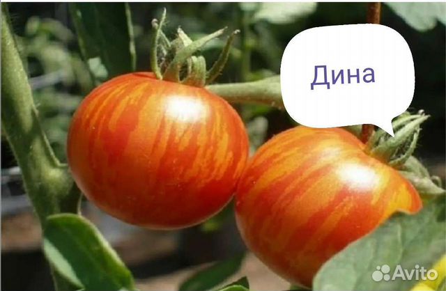 Семена томатов для начинающих дачников