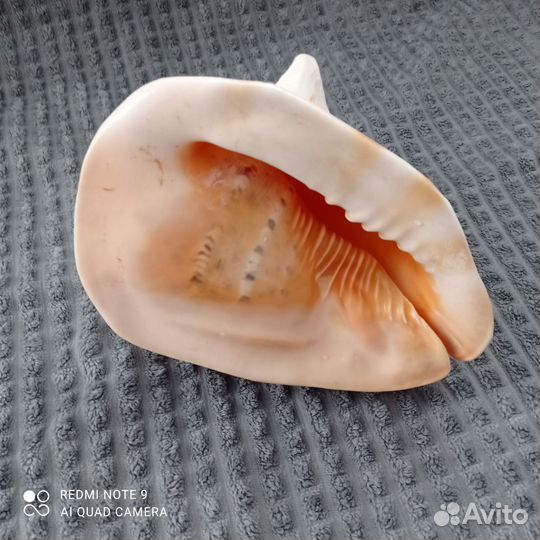 Большая морская раковина