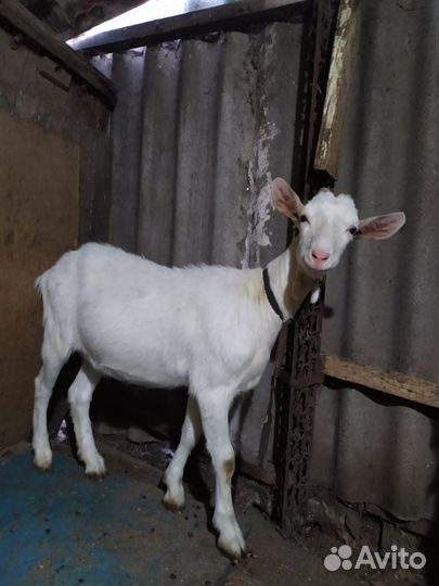 Зааненская дойная коза