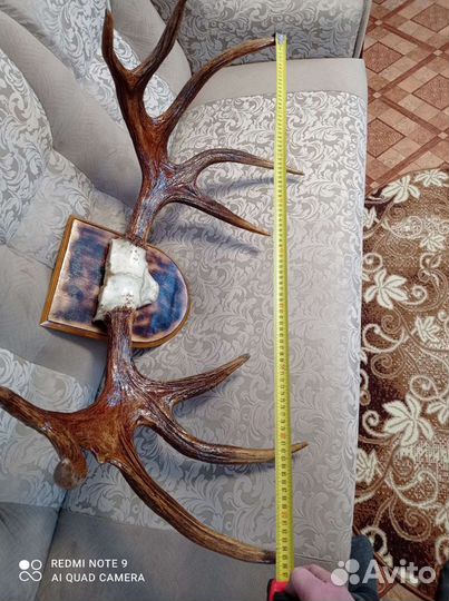 Продам рога лося
