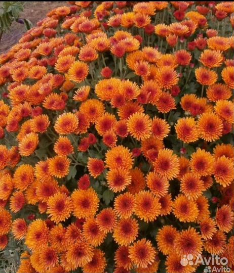 Хризантемы мультифлора